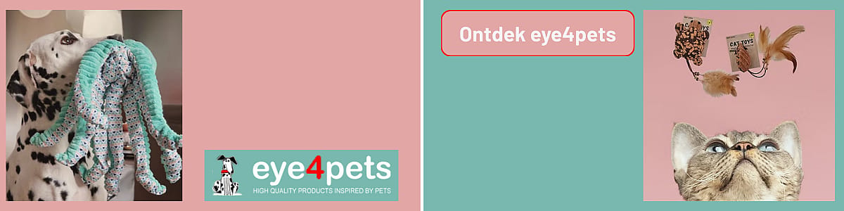 Dier, Kat, Zoogdier, Huisdier, Dier, Kat, Zoogdier, Huisdier